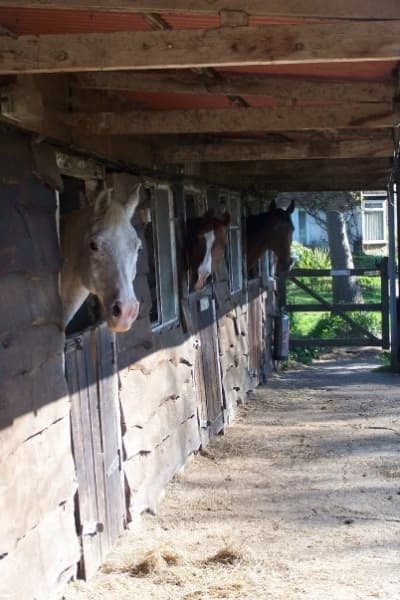 The Kiln Equestrian Centre 3