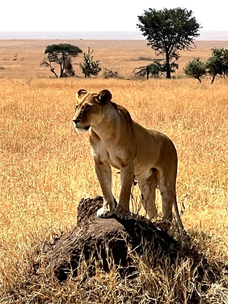 Safari Deal - Worldwide Safari Holidays 2