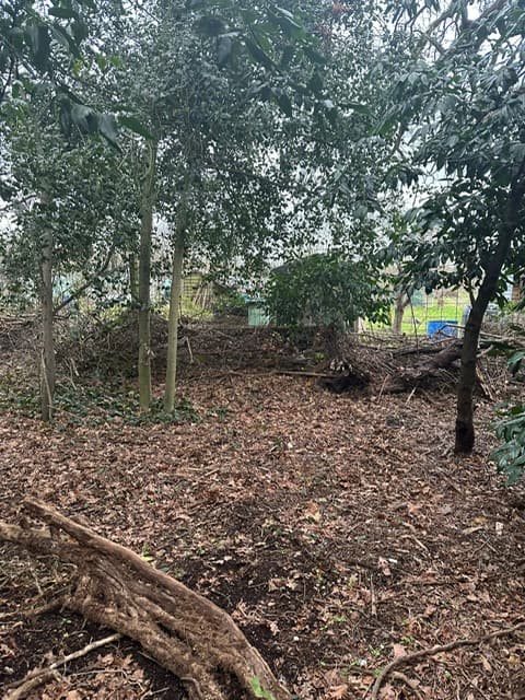 Burwood Forest School 5