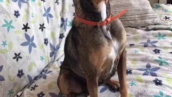 Sallipets Dog Rescue