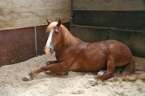 Livery Surrey - Charles Equestrian Ewhurst 4