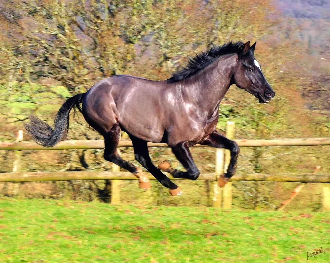 Livery Surrey - Charles Equestrian Ewhurst