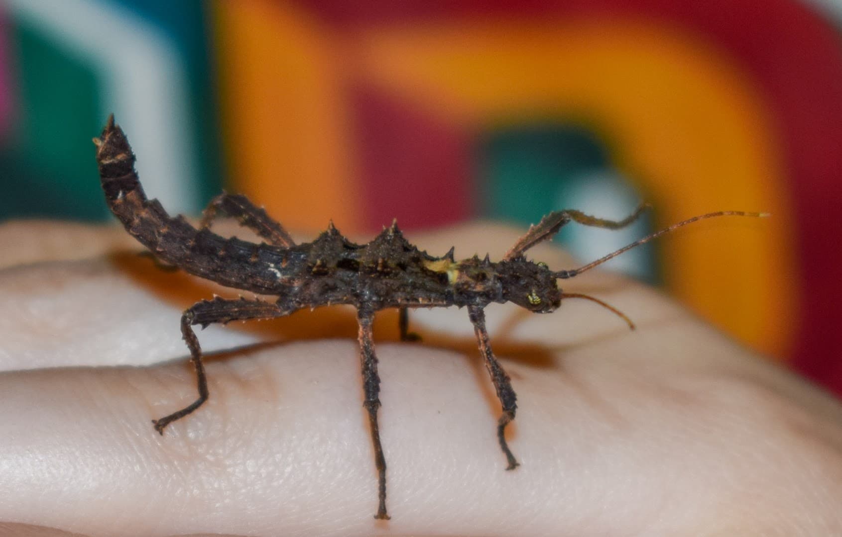 Kids Critters Limited 3