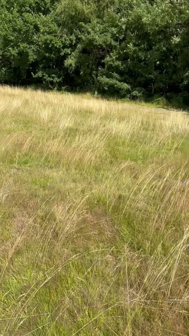 Sunny Days at Brook - Nursery and Forest School 2