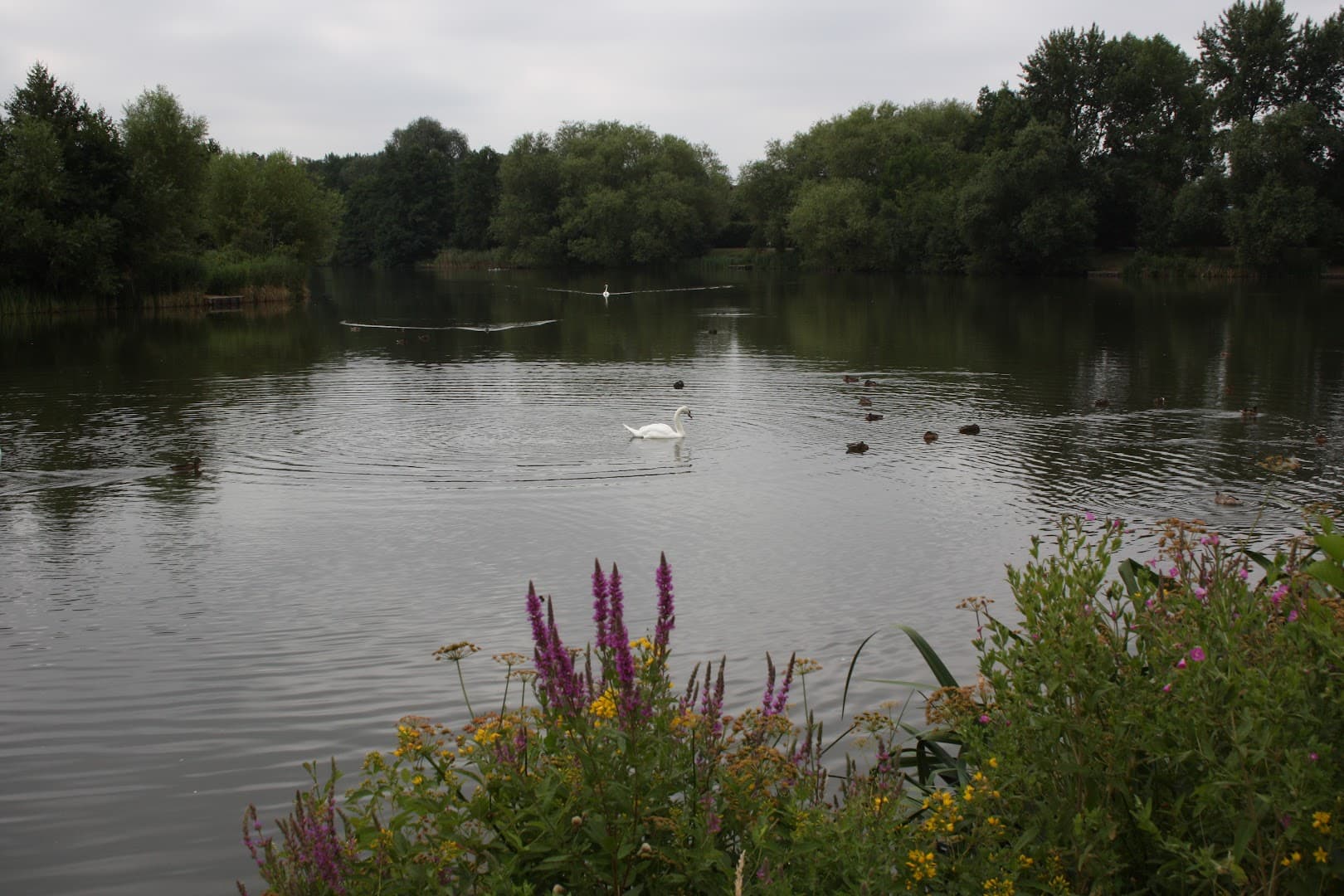 Goldsworth Park Community Association