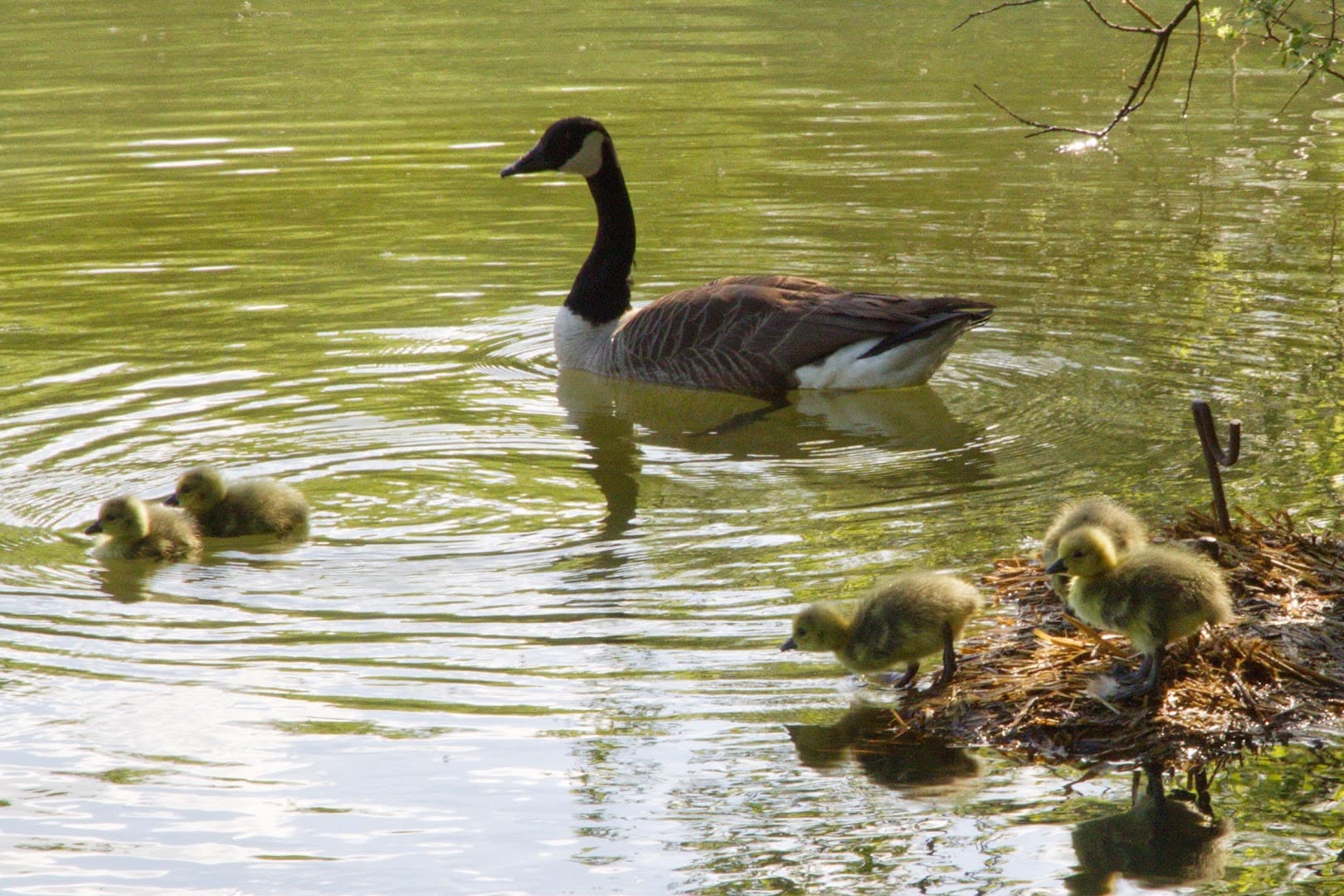 Goldsworth Park Community Association 2