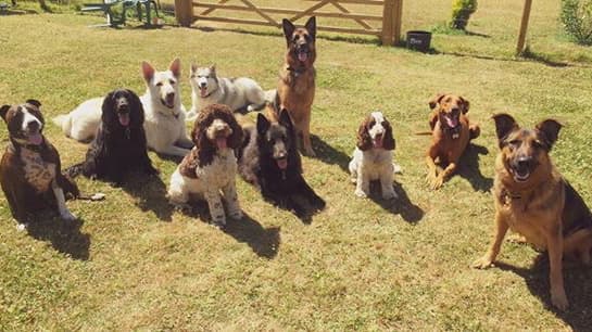 K9 Development Centre 2