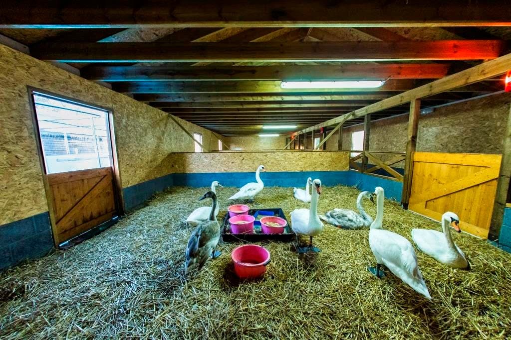 The Swan Sanctuary 2