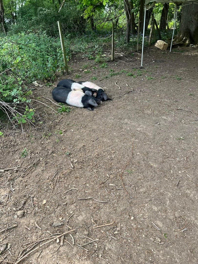 Learning Barn on Manor Farm 6