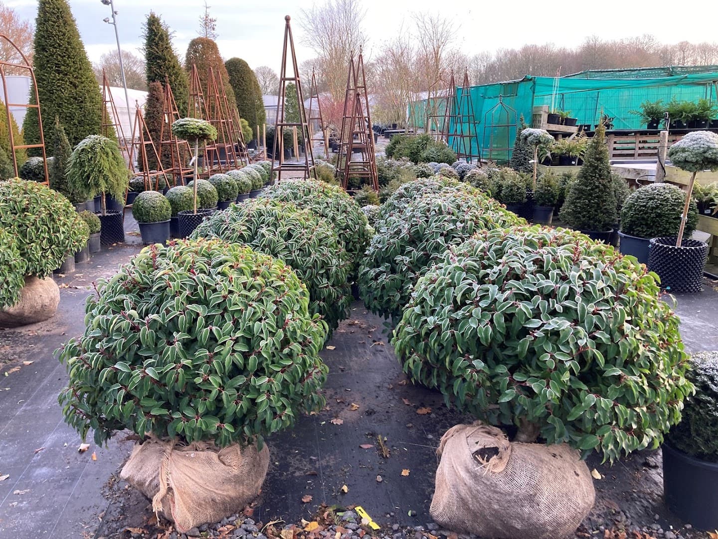 Van Arnhem Nursery Ltd 3