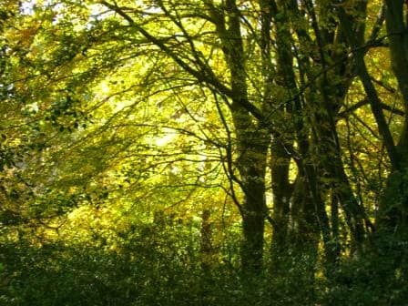 Friends of the Hurtwood 2