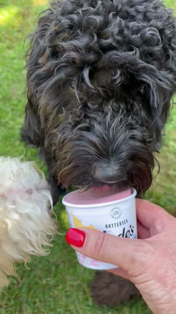 Small Paw Adventures 8