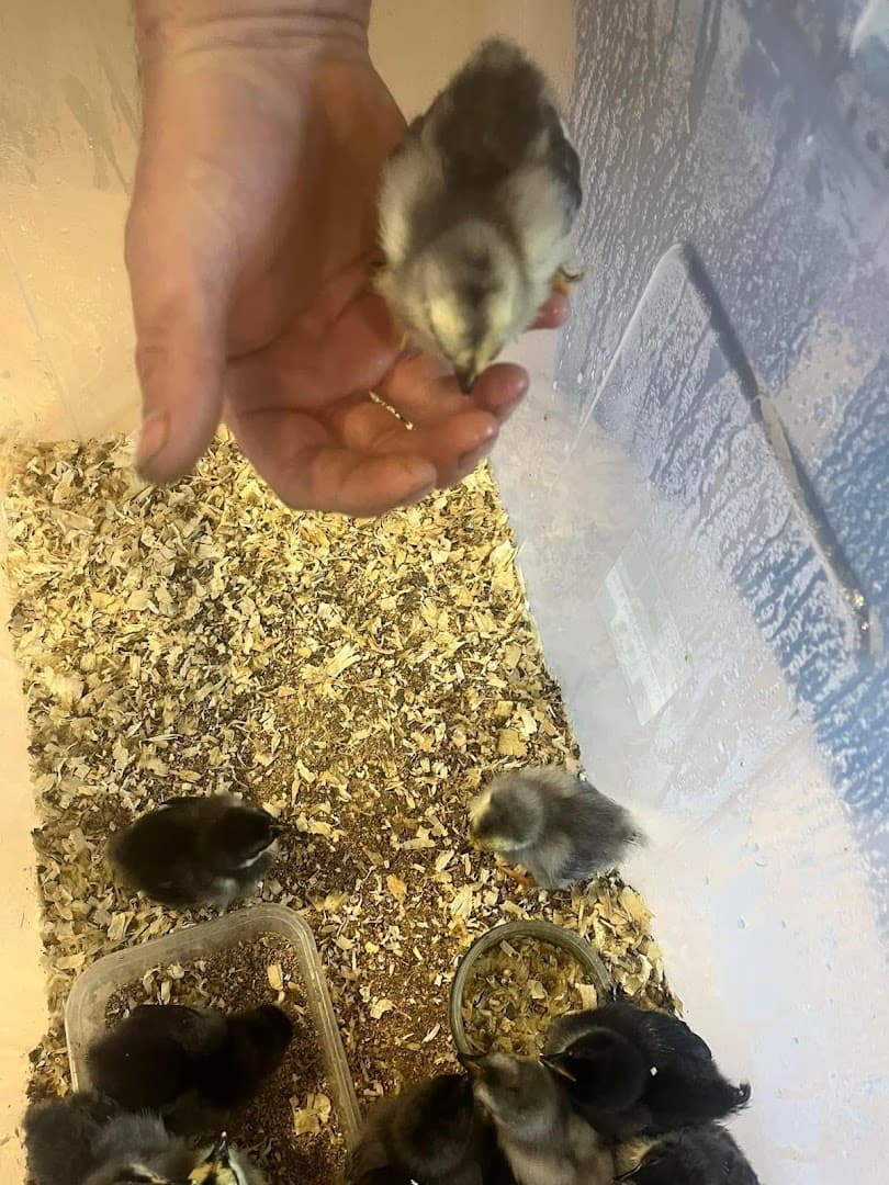 Pumpkins Preschool 7