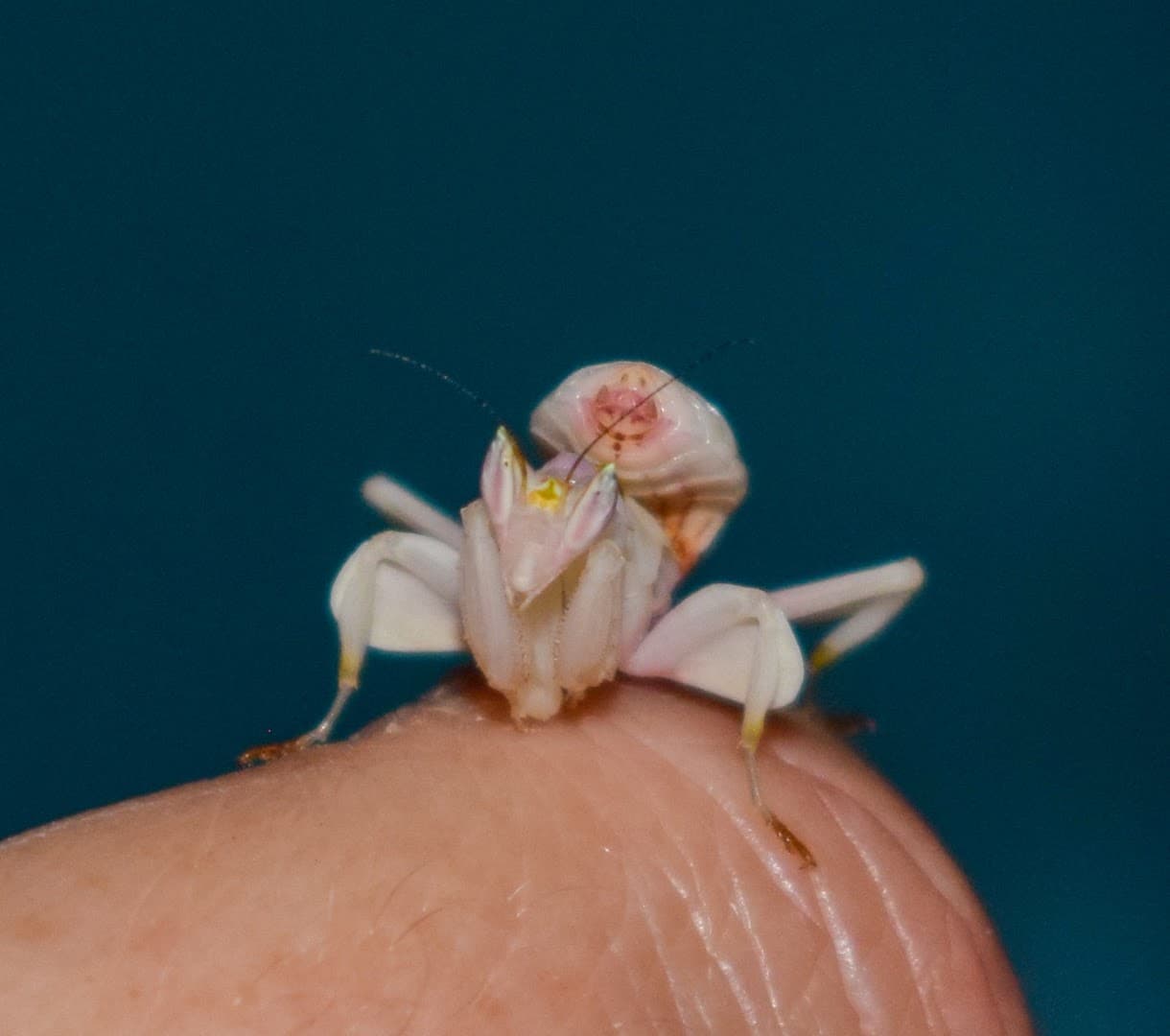 Kids Critters Limited 2