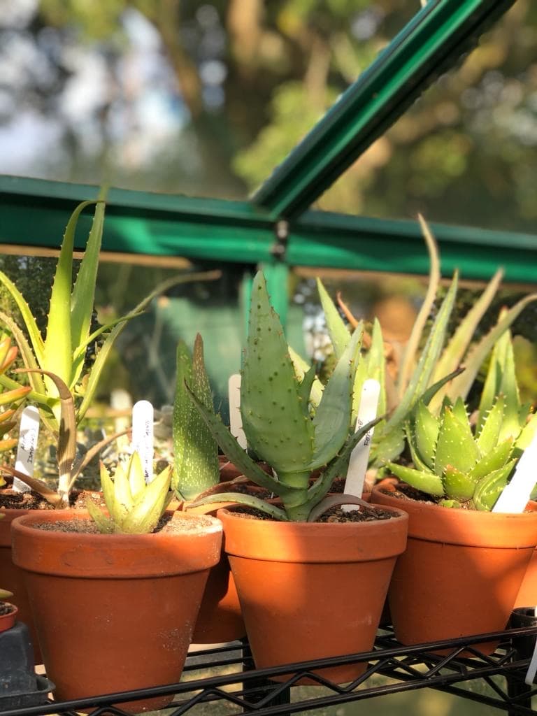 Clouds Hill Succulents 2