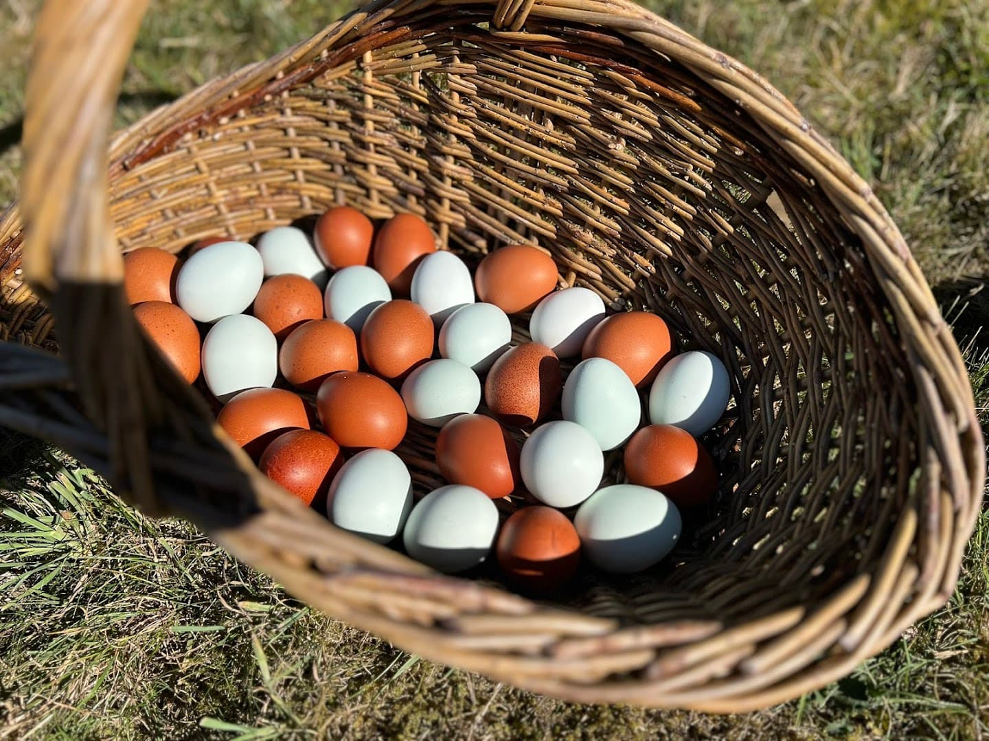 Joy Farms - Free Range Eggs 2