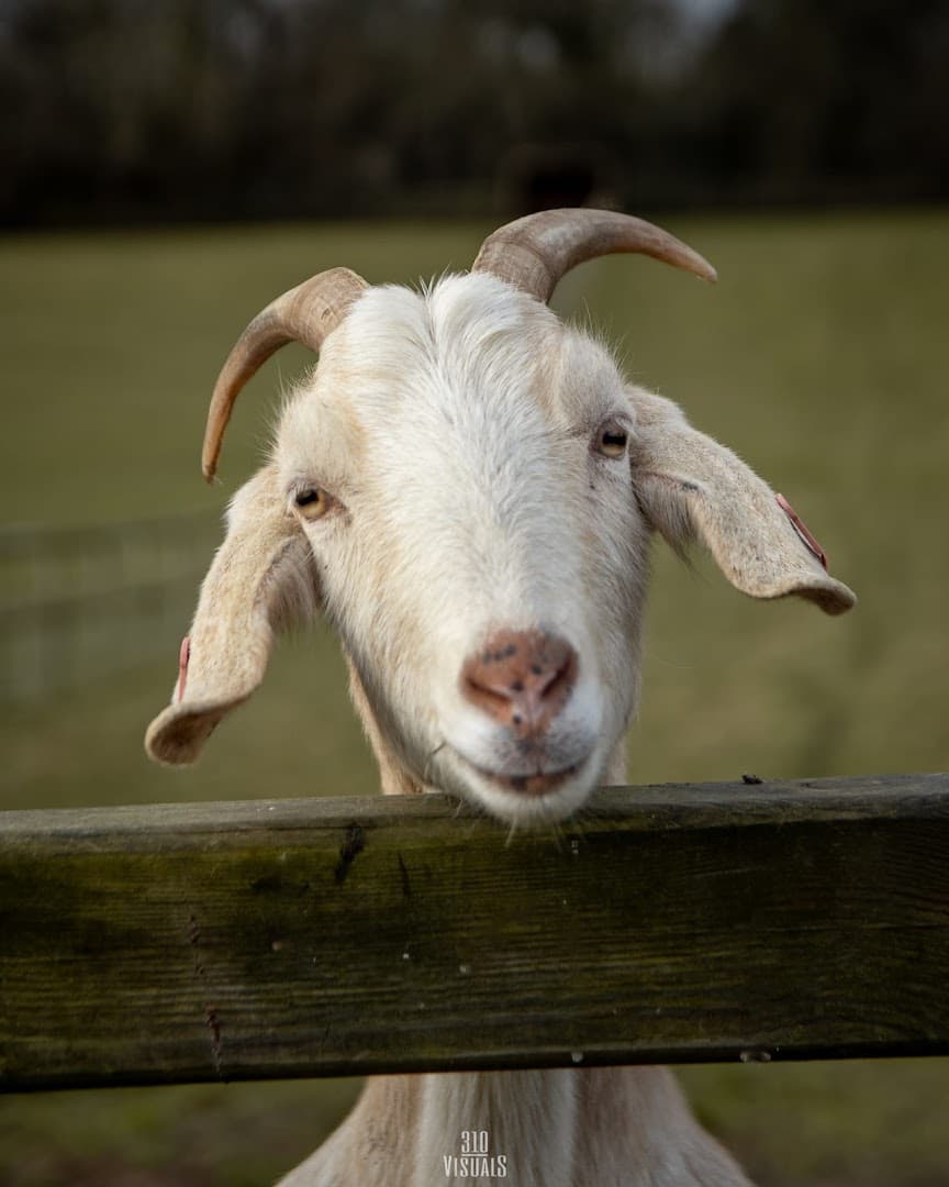 Manor Farm Experiences 2