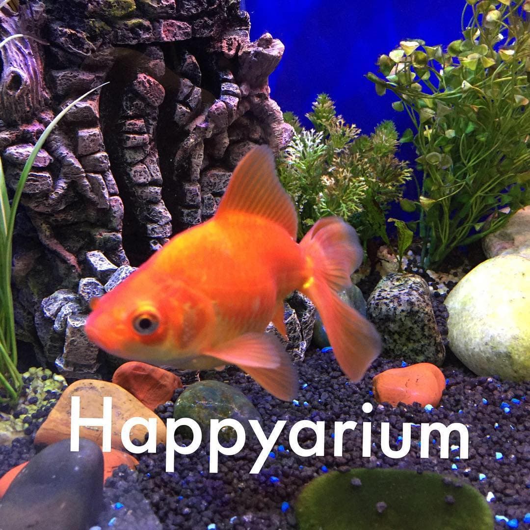 Happyarium - Cobham 3
