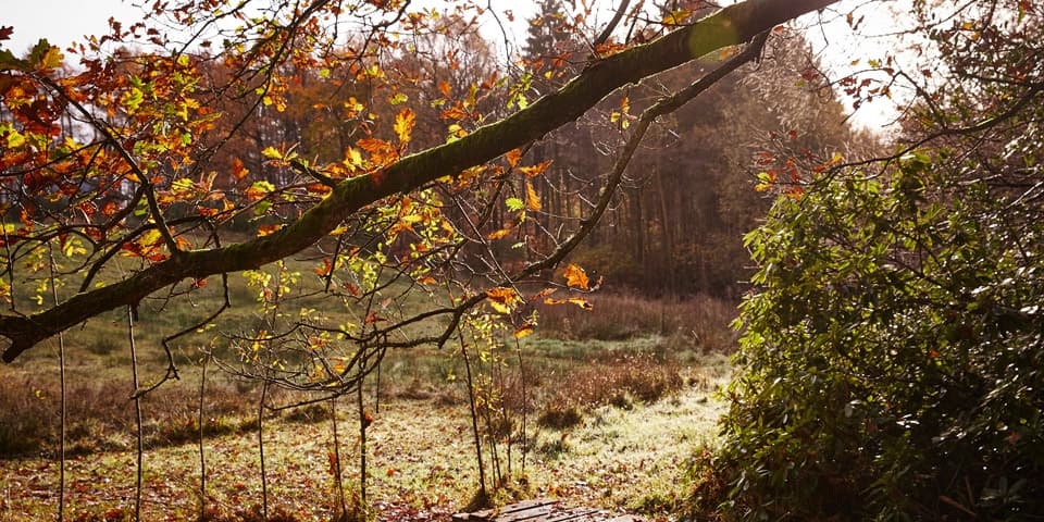 Nutfield Forest School 4