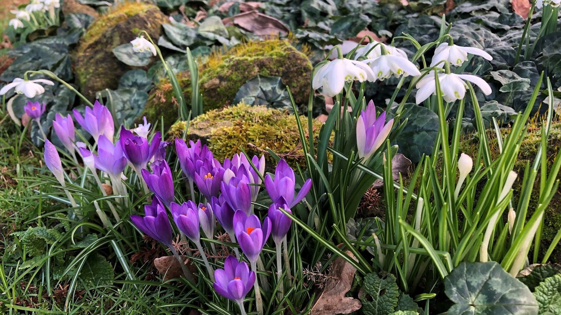Knights Garden Centre - Betchworth Plant Centre