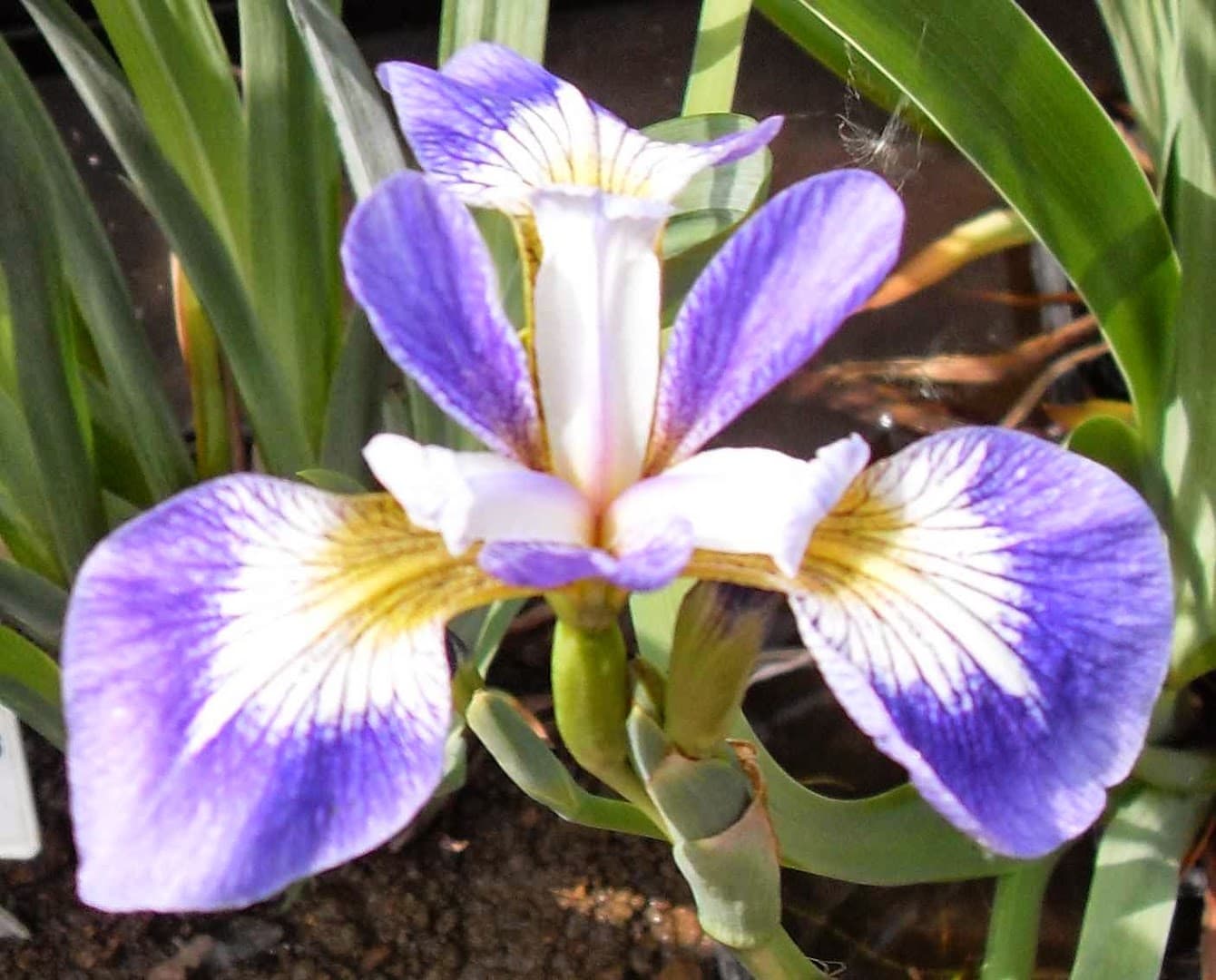 Lilies Water Gardens