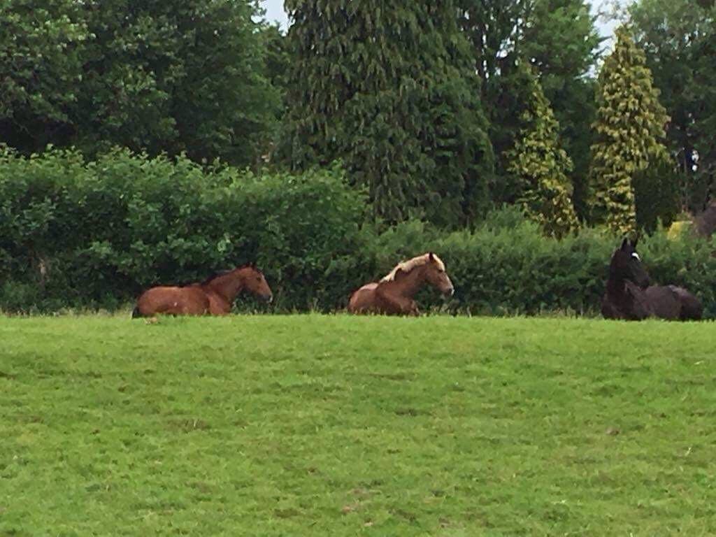 Laudan Equestrian LTD 3