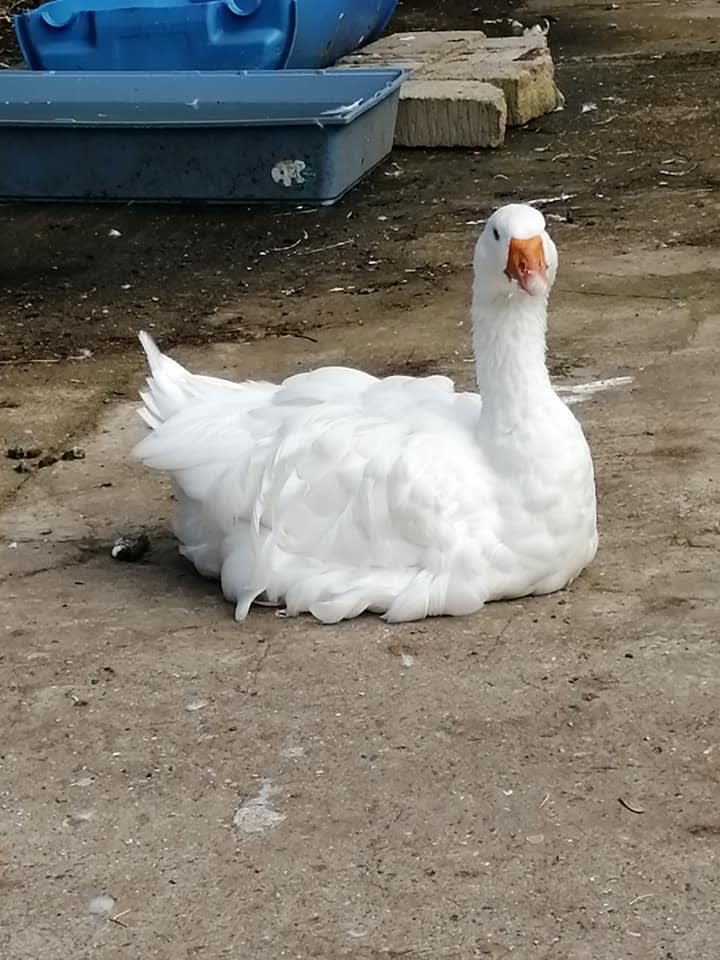 The Secret Garden Sanctuary 5