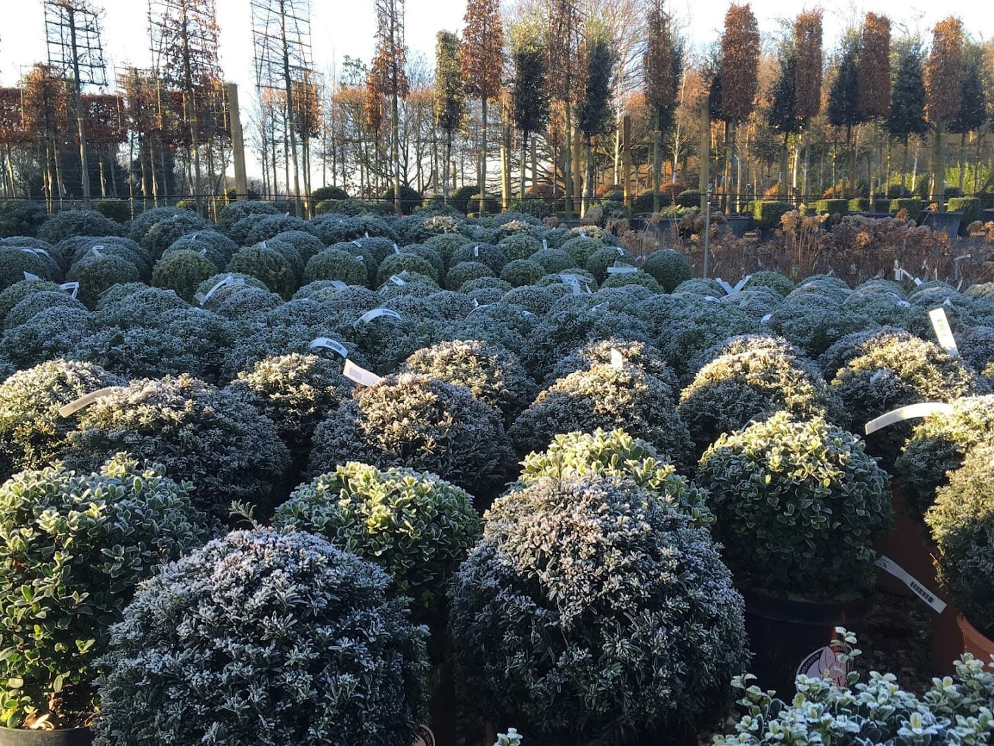 Creepers Wholesale Nursery 2