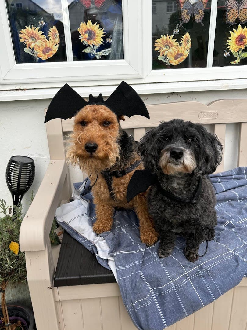 Small Paw Adventures 3