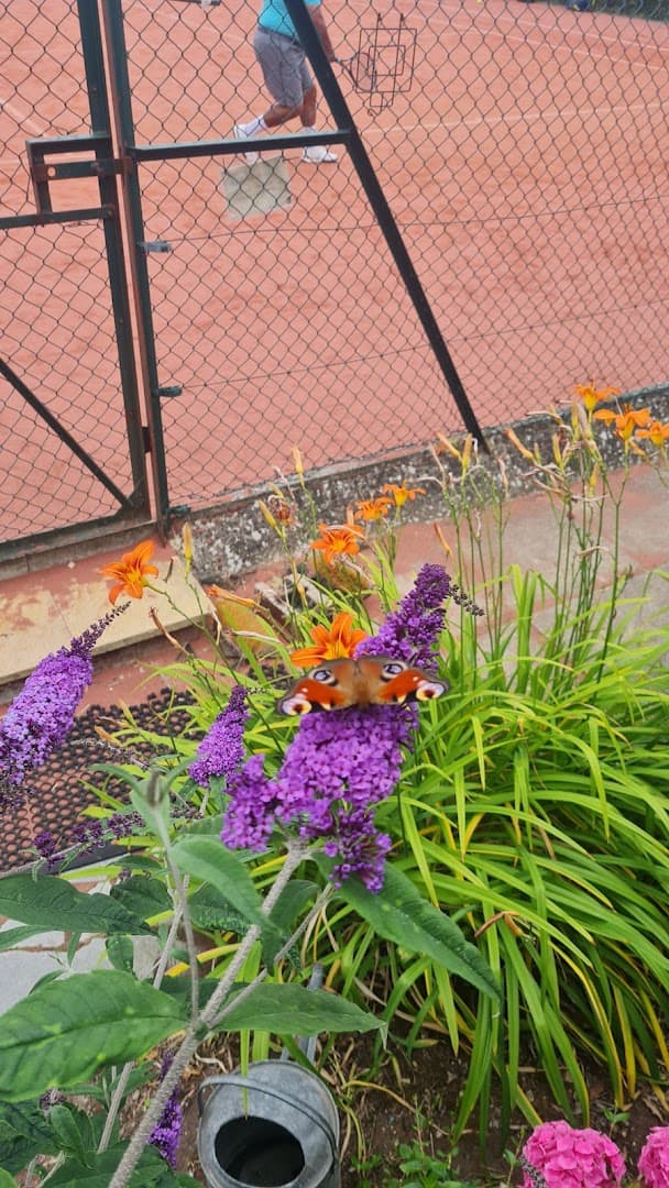 Sutton Churches Tennis Club 5