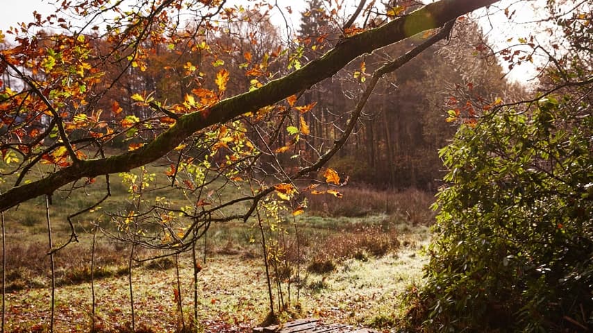 Nutfield Forest School