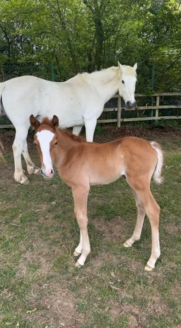 Learning Barn on Manor Farm 4
