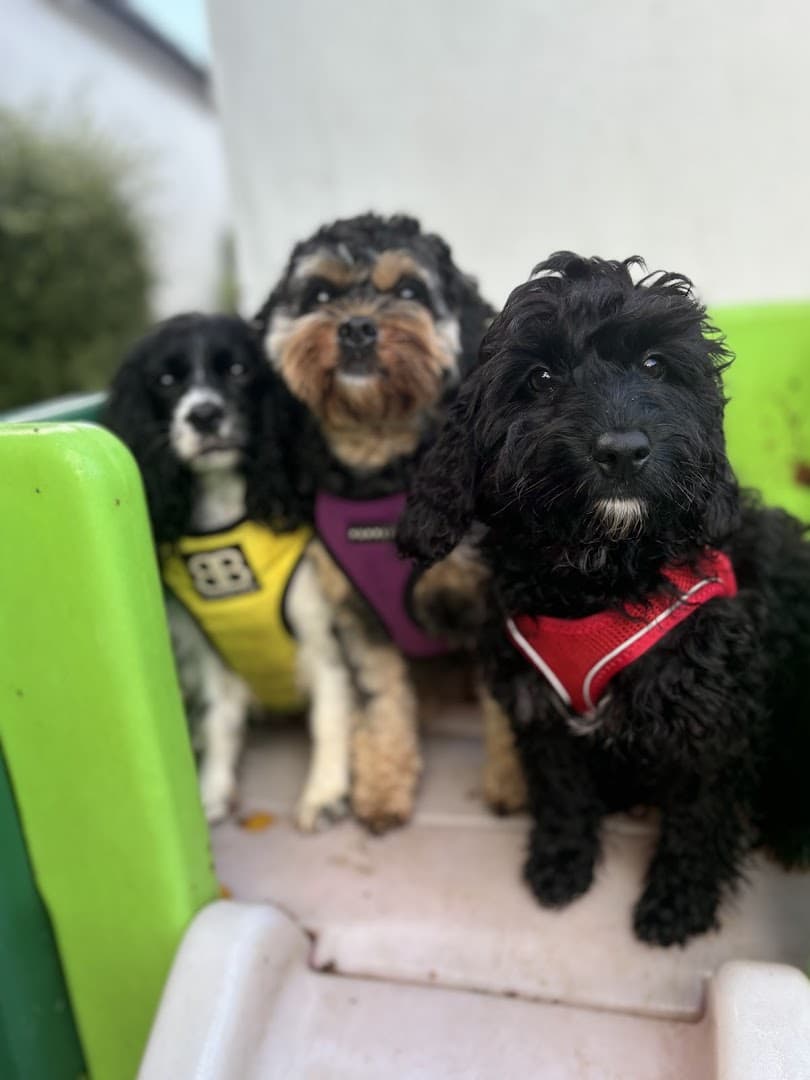 Small Paw Adventures 5