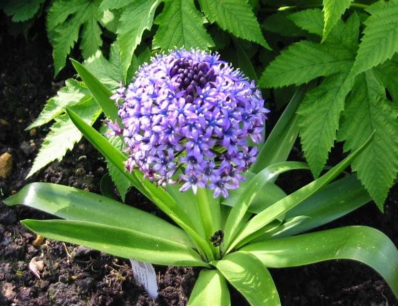 Lilies Water Gardens 2