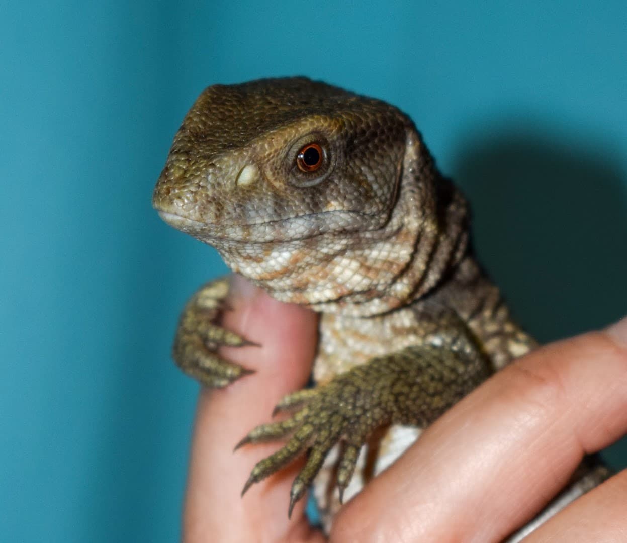 Kids Critters Limited 4