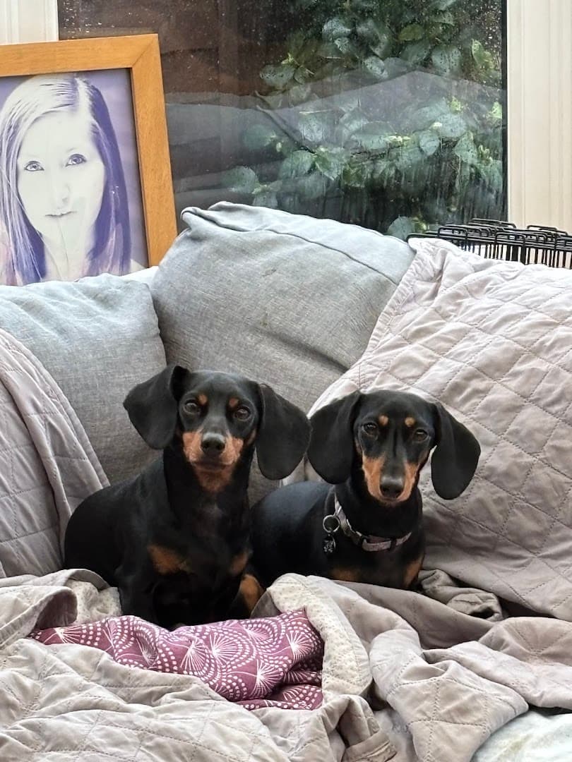 Small Paw Adventures 6