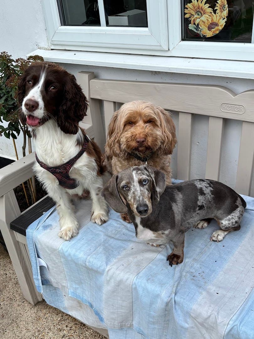 Small Paw Adventures 4