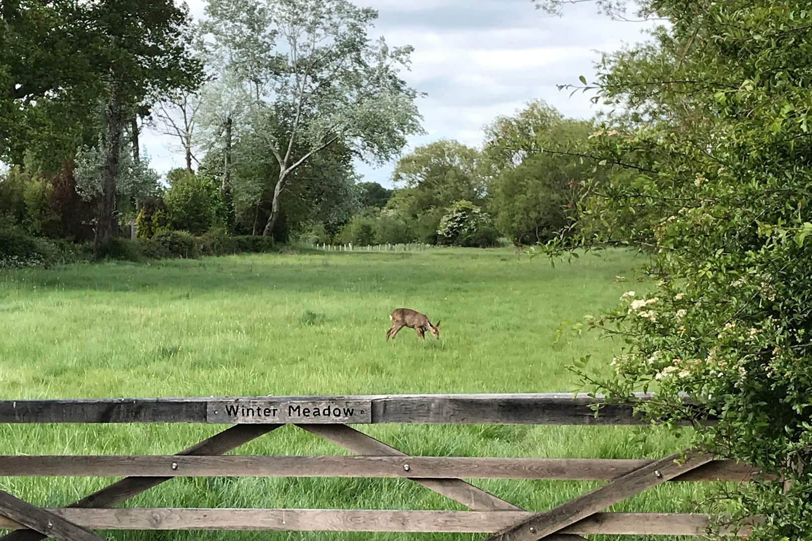 Ashtead Rye Meadows Wetlands 3