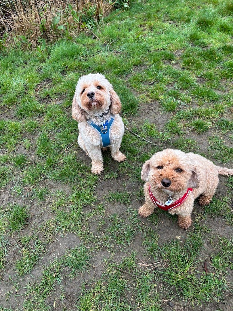 Small Paw Adventures 9