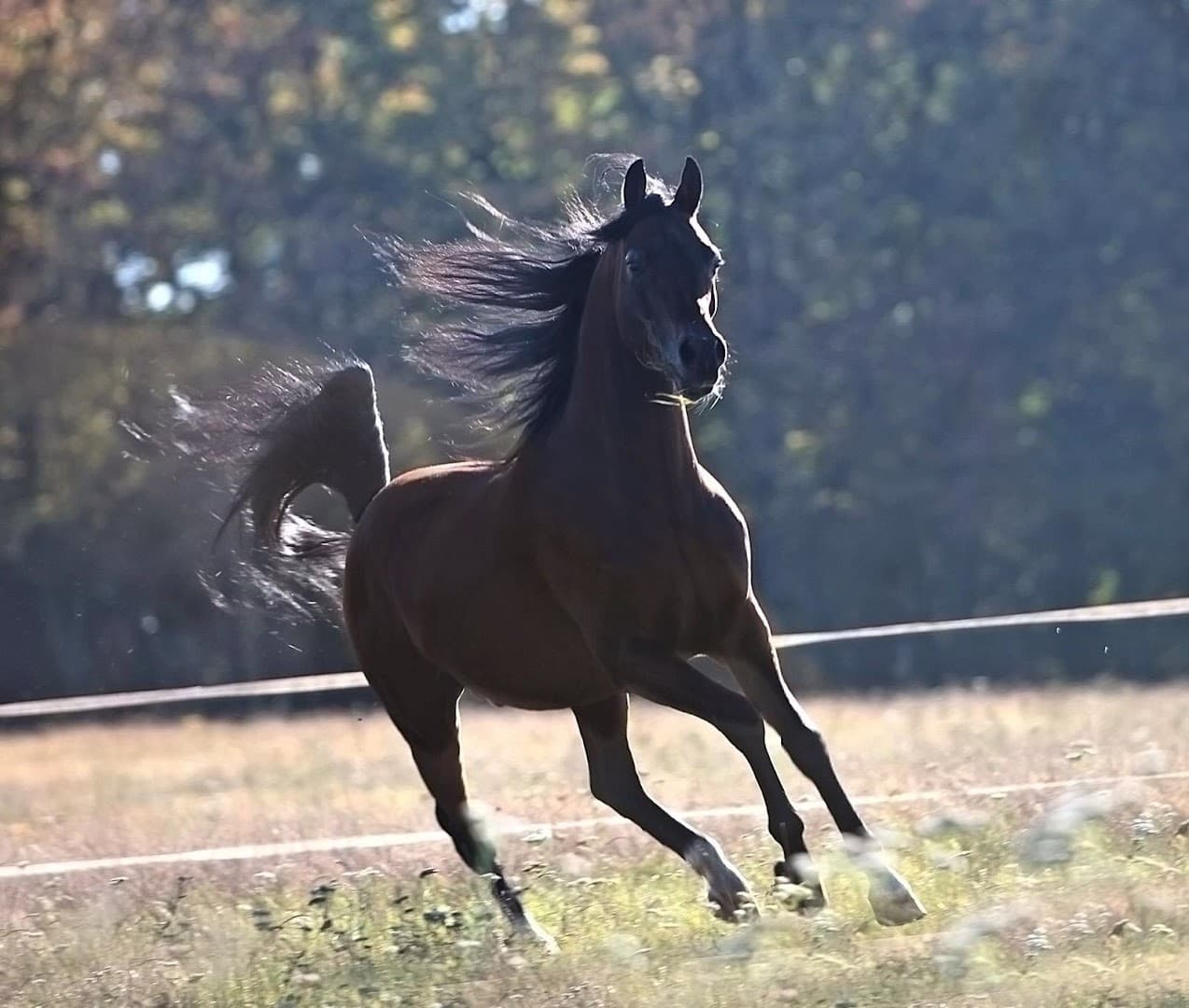 TLC Equestrian Livery Stables 3