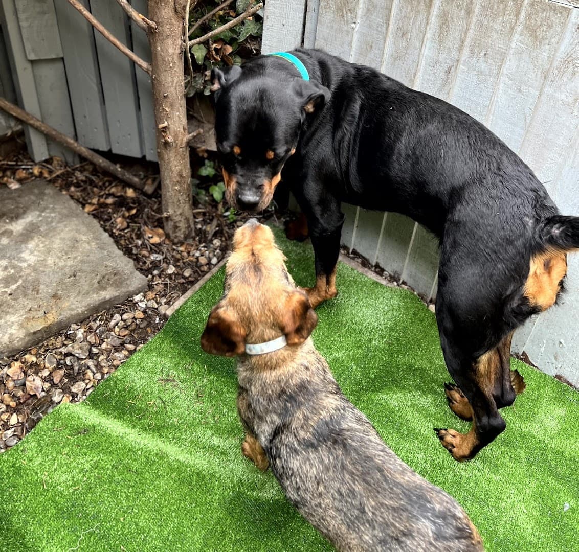 Sallipets Dog Rescue 2