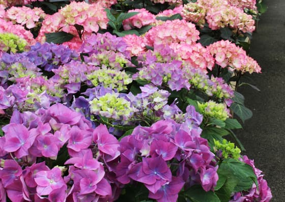 Hillier Garden Centre Dorking 3