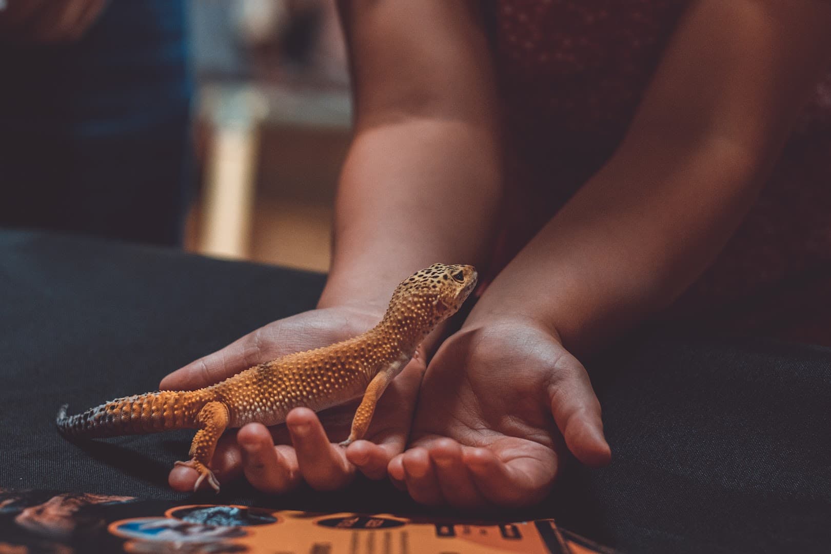 Ember Exotics - Exotic Animal Encounters