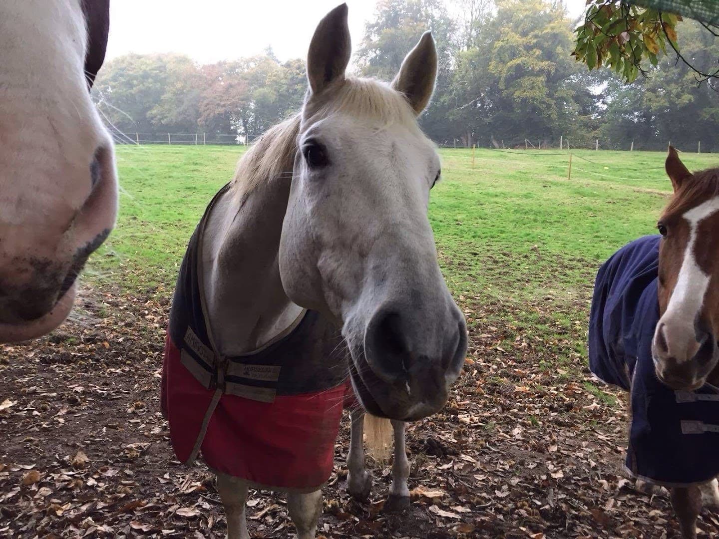 Laudan Equestrian LTD 5