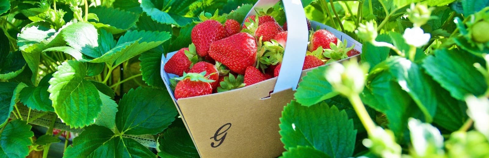 Garson Farm Pick Your Own