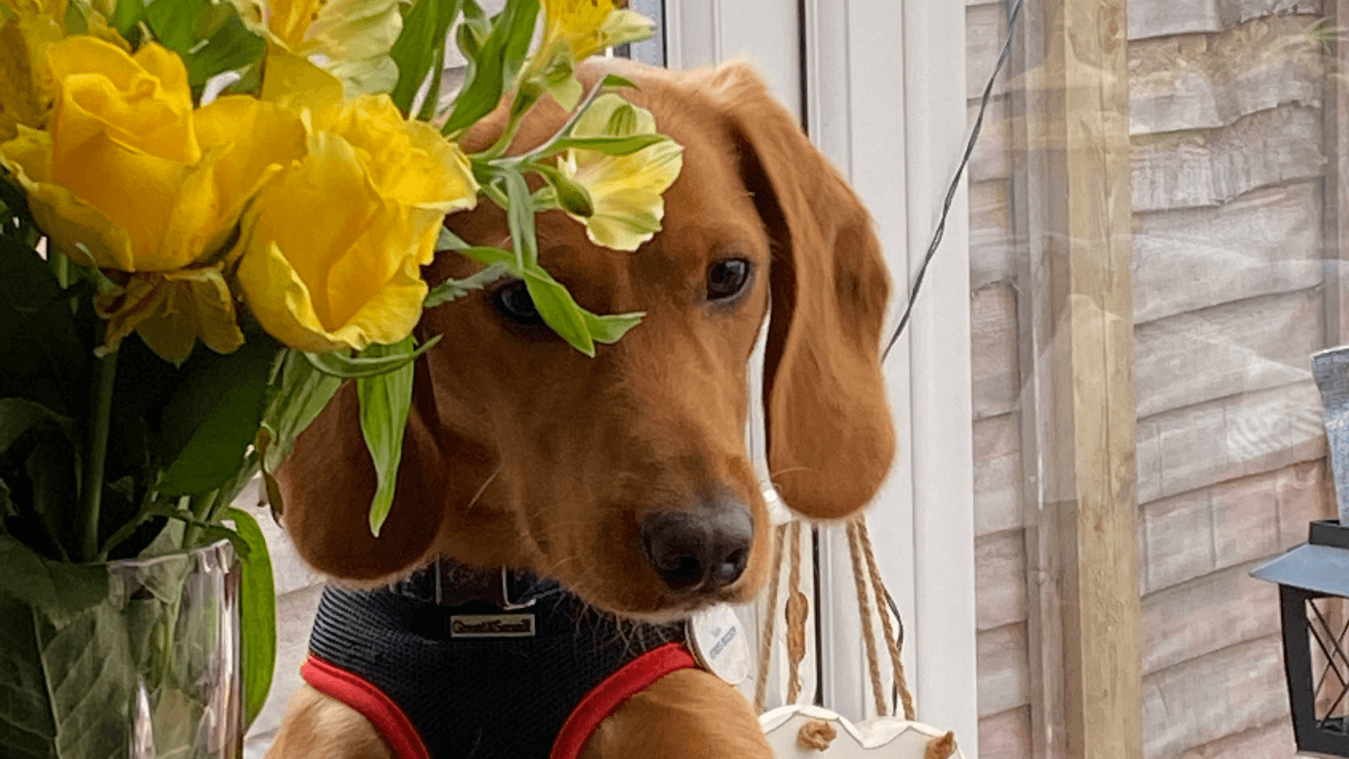 Small Paw Adventures