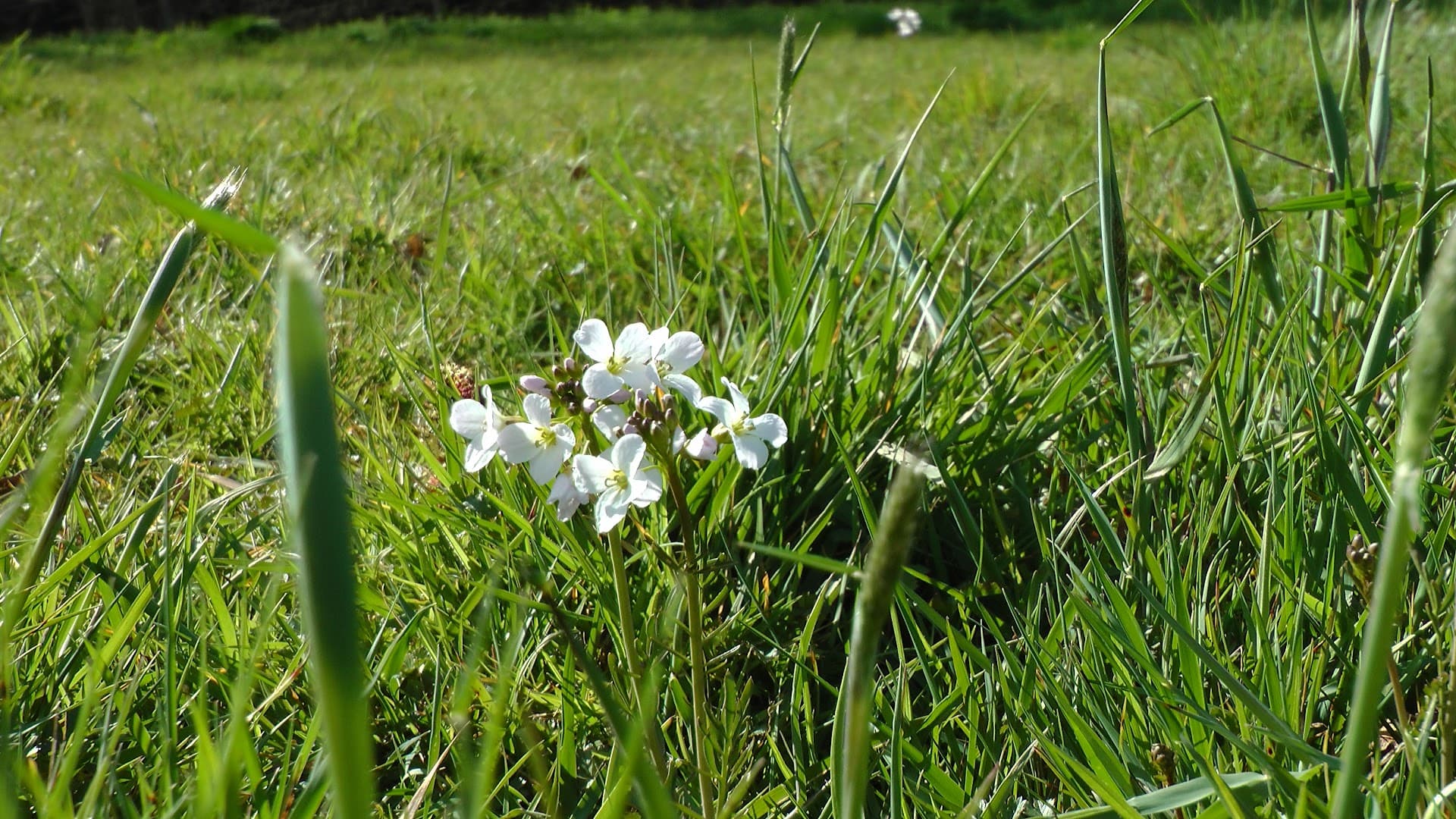 Ashtead Rye Meadows Wetlands 2