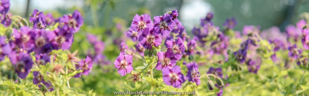 The Hardy Geranium Nursery