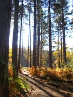 Friends of the Hurtwood