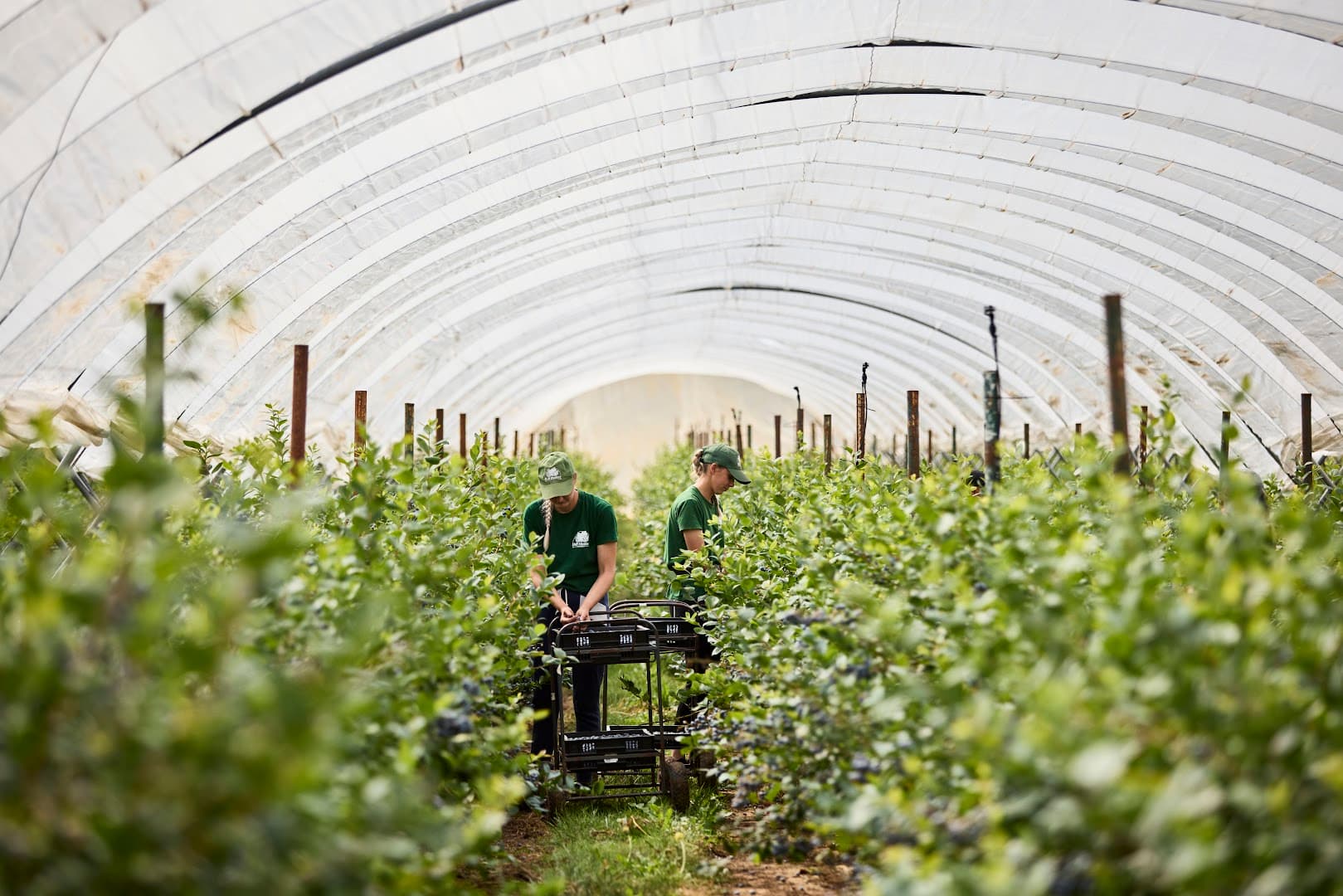 Tuesley Farm - Hall Hunter Partnership 2